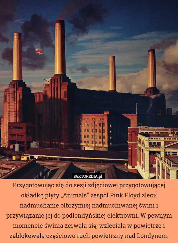 Przygotowując się do sesji zdjęciowej przygotowującej okładkę płyty „Animals” zespół Pink Floyd zlecił nadmuchanie olbrzymiej nadmuchiwanej świni i przywiązanie jej do podlondyńskiej elektrowni. W pewnym momencie świnia zerwała się, wzleciała w powietrze i zablokowała częściowo ruch powietrzny nad Londynem. 