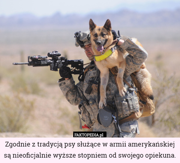 Zgodnie z tradycją psy służące w armii amerykańskiej są nieoficjalnie wyższe stopniem od swojego opiekuna. 