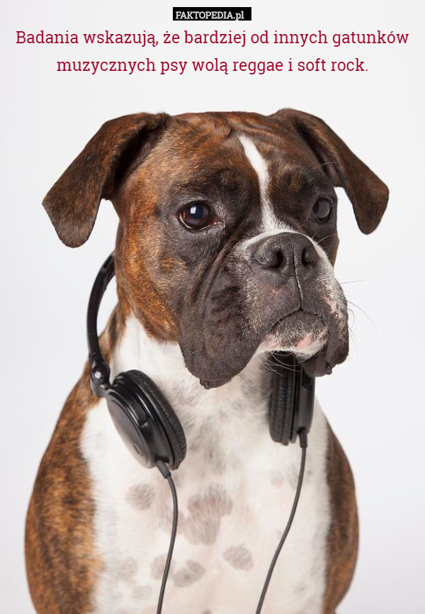 Badania wskazują, że bardziej od innych gatunków muzycznych psy wolą reggae i soft rock. 