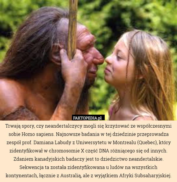 Trwają spory, czy neandertalczycy mogli się krzyżować ze współczesnymi sobie Homo sapiens. Najnowsze badania w tej dziedzinie przeprowadza zespół prof. Damiana Labudy z Uniwersytetu w Montrealu (Quebec), który zidentyfikował w chromosomie X część DNA różniącego się od innych. Zdaniem kanadyjskich badaczy jest to dziedzictwo neandertalskie. Sekwencja ta została zidentyfikowana u ludów na wszystkich kontynentach, łącznie z Australią, ale z wyjątkiem Afryki Subsaharyjskiej. 