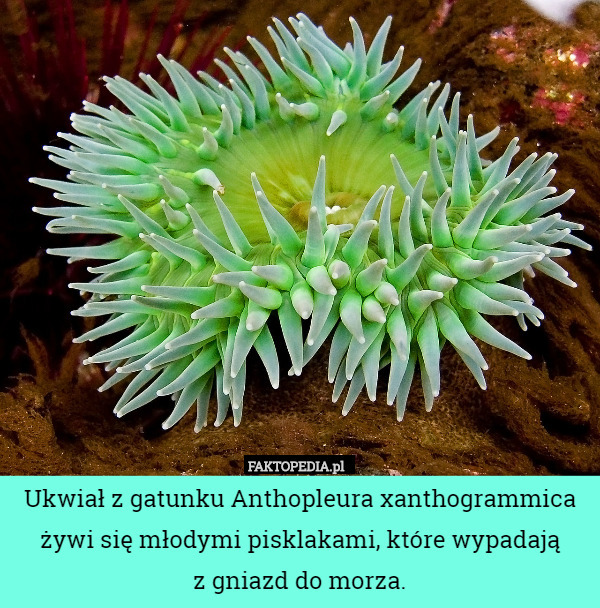 Ukwiał z gatunku Anthopleura xanthogrammica żywi się młodymi pisklakami, które wypadają
z gniazd do morza. 