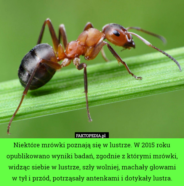 Niektóre mrówki poznają się w lustrze. W 2015 roku opublikowano wyniki badań, zgodnie z którymi mrówki, widząc siebie w lustrze, szły wolniej, machały głowami
 w tył i przód, potrząsały antenkami i dotykały lustra. 