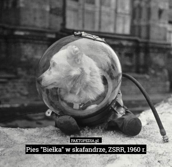 Pies "Biełka" w skafandrze, ZSRR, 1960 r. 