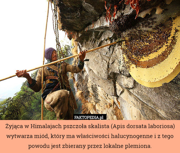 Żyjąca w Himalajach pszczoła skalista (Apis dorsata laboriosa) wytwarza miód, który ma właściwości halucynogenne i z tego powodu jest zbierany przez lokalne plemiona. 