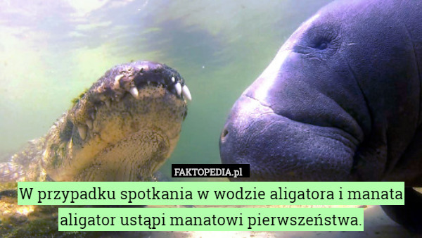 W przypadku spotkania w wodzie aligatora i manata aligator ustąpi manatowi pierwszeństwa. 