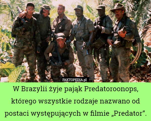W Brazylii żyje pająk Predatoroonops, którego wszystkie rodzaje nazwano od postaci występujących w filmie „Predator”. 