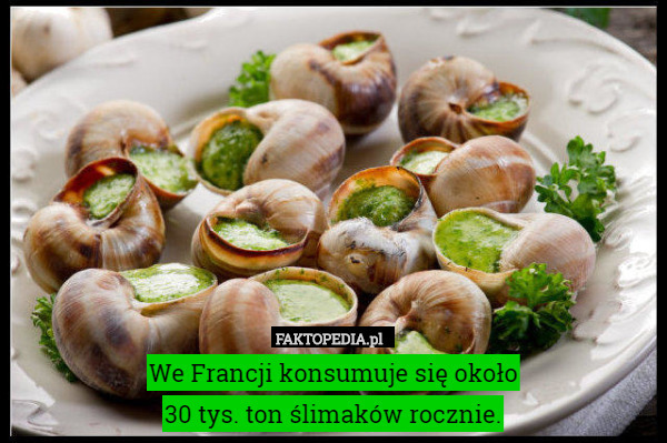 We Francji konsumuje się około
 30 tys. ton ślimaków rocznie. 