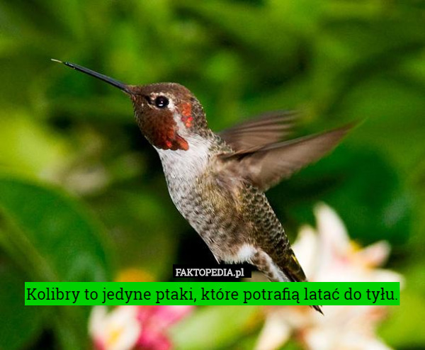 Kolibry to jedyne ptaki, które potrafią latać do tyłu. 