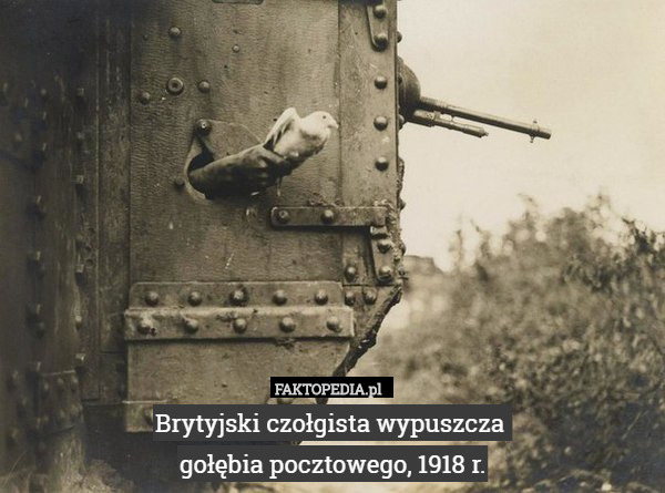 Brytyjski czołgista wypuszcza 
gołębia pocztowego, 1918 r. 