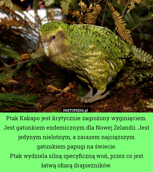 Ptak Kakapo jest krytycznie zagrożony wyginięciem. Jest gatunkiem endemicznym dla Nowej Zelandii. Jest jedynym nielotnym, a zarazem najcięższym gatunkiem papugi na świecie.
Ptak wydziela silną specyficzną woń, przez co jest łatwą ofiarą drapieżników. 