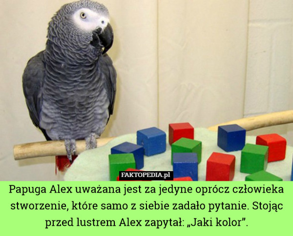 Papuga Alex uważana jest za jedyne oprócz człowieka stworzenie, które samo z siebie zadało pytanie. Stojąc przed lustrem Alex zapytał: „Jaki kolor”. 