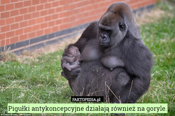 Pigułki antykoncepcyjne działają również na goryle. 