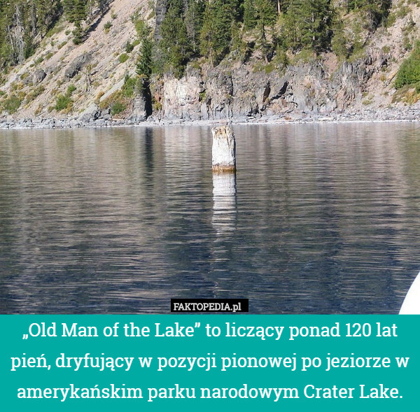 „Old Man of the Lake” to liczący ponad 120 lat pień, dryfujący w pozycji pionowej po jeziorze w amerykańskim parku narodowym Crater Lake. 