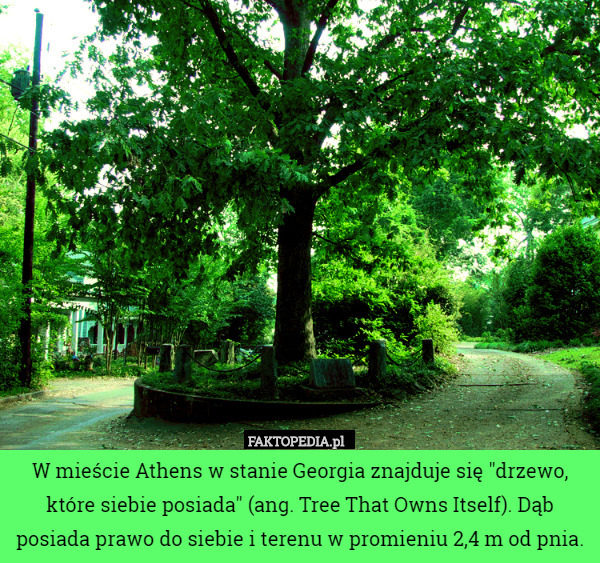 W mieście Athens w stanie Georgia znajduje się "drzewo, które siebie posiada" (ang. Tree That Owns Itself). Dąb posiada prawo do siebie i terenu w promieniu 2,4 m od pnia. 