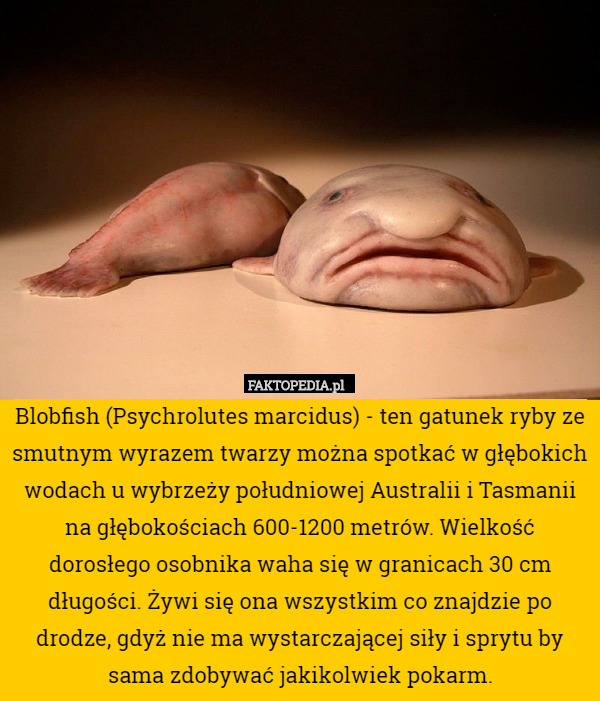 Blobfish (Psychrolutes marcidus) - ten gatunek ryby ze smutnym wyrazem twarzy można spotkać w głębokich wodach u wybrzeży południowej Australii i Tasmanii na głębokościach 600-1200 metrów. Wielkość dorosłego osobnika waha się w granicach 30 cm długości. Żywi się ona wszystkim co znajdzie po drodze, gdyż nie ma wystarczającej siły i sprytu by sama zdobywać jakikolwiek pokarm. 