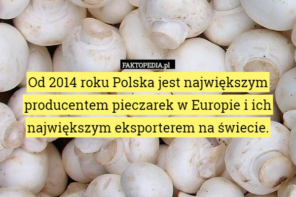 Od 2014 roku Polska jest największym producentem pieczarek w Europie i ich największym eksporterem na świecie. 