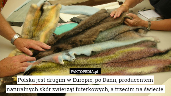 Polska jest drugim w Europie, po Danii, producentem naturalnych skór zwierząt futerkowych, a trzecim na świecie. 