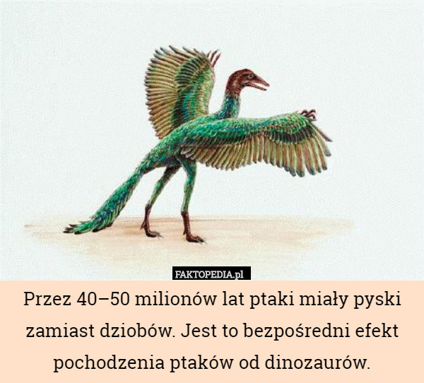 Przez 40–50 milionów lat ptaki miały pyski zamiast dziobów. Jest to bezpośredni efekt pochodzenia ptaków od dinozaurów. 