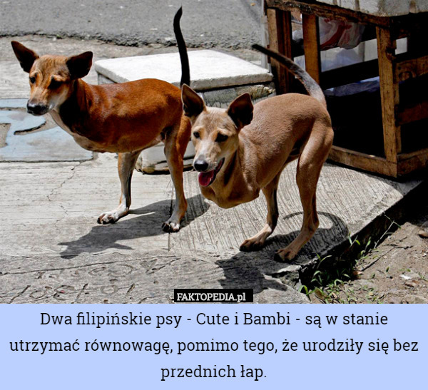Dwa filipińskie psy - Cute i Bambi - są w stanie utrzymać równowagę, pomimo tego, że urodziły się bez przednich łap. 