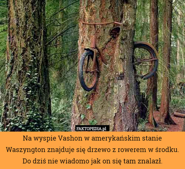 Na wyspie Vashon w amerykańskim stanie Waszyngton znajduje się drzewo z rowerem w środku. Do dziś nie wiadomo jak on się tam znalazł. 