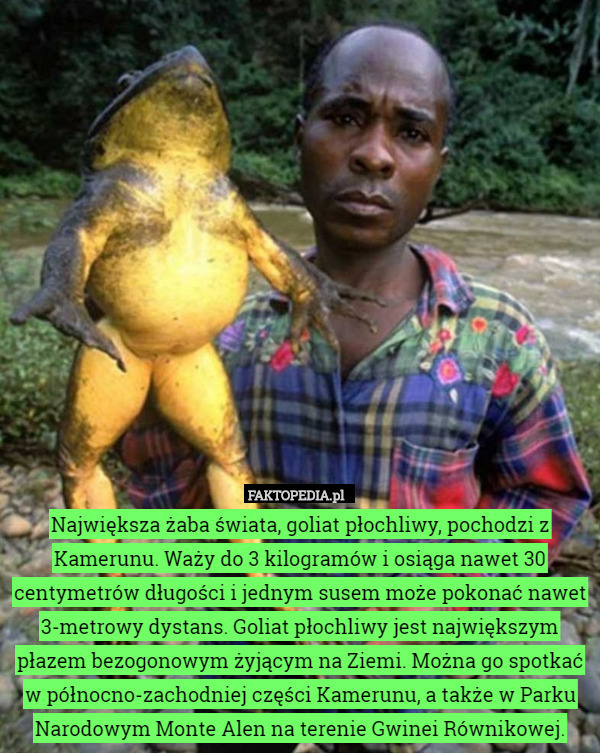 Największa żaba świata, goliat płochliwy, pochodzi z Kamerunu. Waży do 3 kilogramów i osiąga nawet 30 centymetrów długości i jednym susem może pokonać nawet 3-metrowy dystans. Goliat płochliwy jest największym płazem bezogonowym żyjącym na Ziemi. Można go spotkać w północno-zachodniej części Kamerunu, a także w Parku Narodowym Monte Alen na terenie Gwinei Równikowej. 