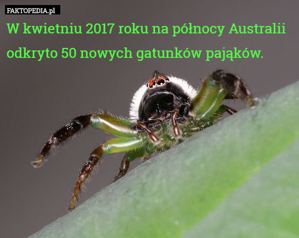 W kwietniu 2017 roku na północy Australii odkryto 50 nowych gatunków pająków. 