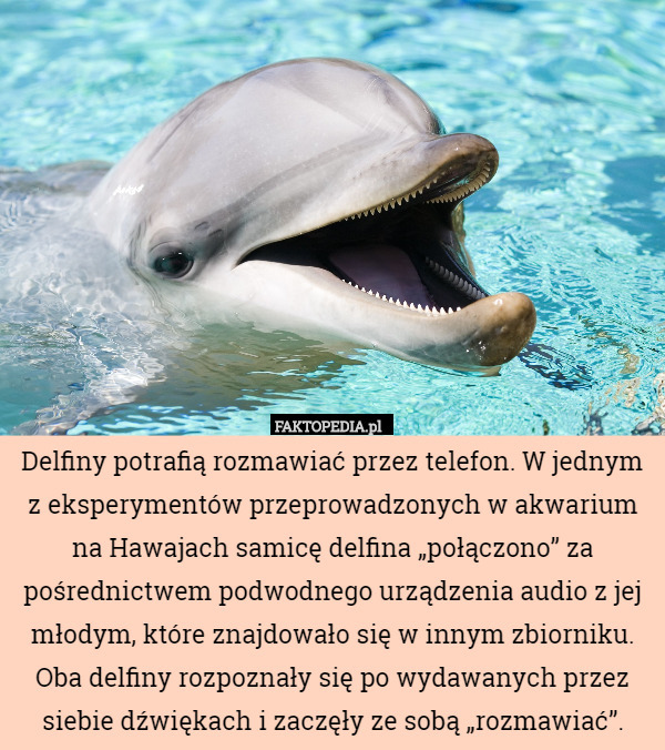 Delfiny potrafią rozmawiać przez telefon. W jednym z eksperymentów przeprowadzonych w akwarium na Hawajach samicę delfina „połączono” za pośrednictwem podwodnego urządzenia audio z jej młodym, które znajdowało się w innym zbiorniku. Oba delfiny rozpoznały się po wydawanych przez siebie dźwiękach i zaczęły ze sobą „rozmawiać”. 