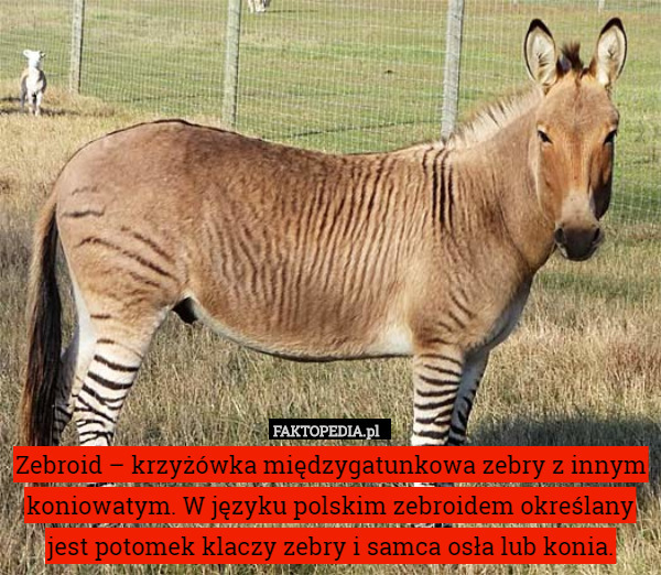 Zebroid – krzyżówka międzygatunkowa zebry z innym koniowatym. W języku polskim zebroidem określany jest potomek klaczy zebry i samca osła lub konia. 