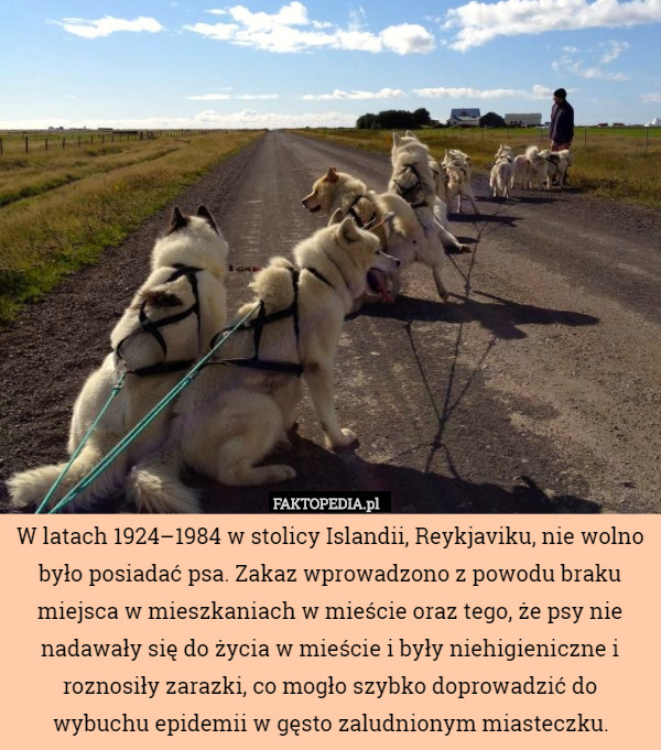 W latach 1924–1984 w stolicy Islandii, Reykjaviku, nie wolno było posiadać psa. Zakaz wprowadzono z powodu braku miejsca w mieszkaniach w mieście oraz tego, że psy nie nadawały się do życia w mieście i były niehigieniczne i roznosiły zarazki, co mogło szybko doprowadzić do wybuchu epidemii w gęsto zaludnionym miasteczku. 