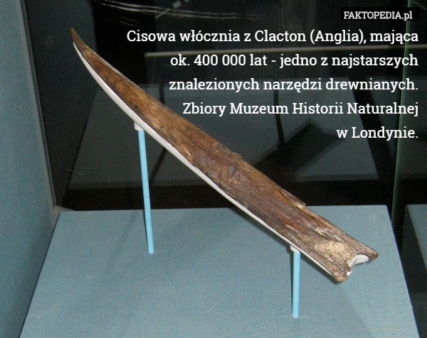 Cisowa włócznia z Clacton (Anglia), mająca
 ok. 400 000 lat - jedno z najstarszych
 znalezionych narzędzi drewnianych.
 Zbiory Muzeum Historii Naturalnej
 w Londynie. 