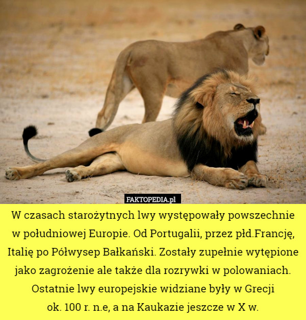 W czasach starożytnych lwy występowały powszechnie w południowej Europie. Od Portugalii, przez płd.Francję, Italię po Półwysep Bałkański. Zostały zupełnie wytępione jako zagrożenie ale także dla rozrywki w polowaniach. Ostatnie lwy europejskie widziane były w Grecji
 ok. 100 r. n.e, a na Kaukazie jeszcze w X w. 