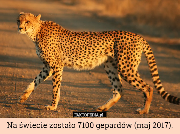Na świecie zostało 7100 gepardów (maj 2017). 