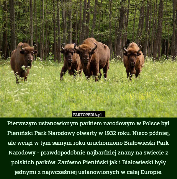 Pierwszym ustanowionym parkiem narodowym w Polsce był Pieniński Park Narodowy otwarty w 1932 roku. Nieco później, ale wciąż w tym samym roku uruchomiono Białowieski Park Narodowy - prawdopodobnie najbardziej znany na świecie z polskich parków. Zarówno Pieniński jak i Białowieski były jednymi z najwcześniej ustanowionych w całej Europie. 
