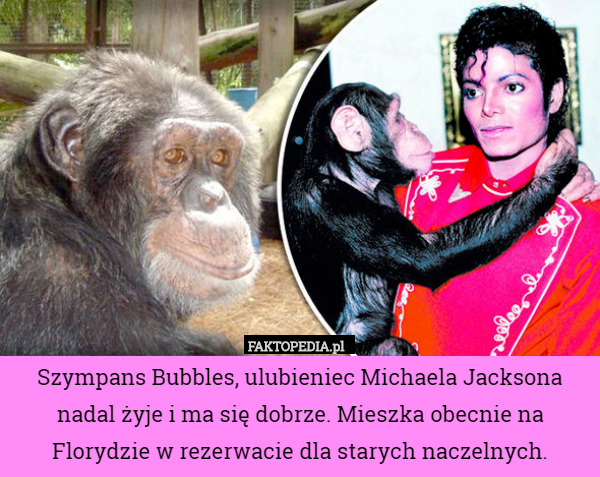 Szympans Bubbles, ulubieniec Michaela Jacksona nadal żyje i ma się dobrze. Mieszka obecnie na Florydzie w rezerwacie dla starych naczelnych. 