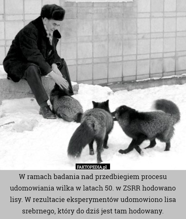 W ramach badania nad przedbiegiem procesu udomowiania wilka w latach 50. w ZSRR hodowano lisy. W rezultacie eksperymentów udomowiono lisa srebrnego, który do dziś jest tam hodowany. 