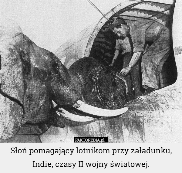 Słoń pomagający lotnikom przy załadunku, Indie, czasy II wojny światowej. 