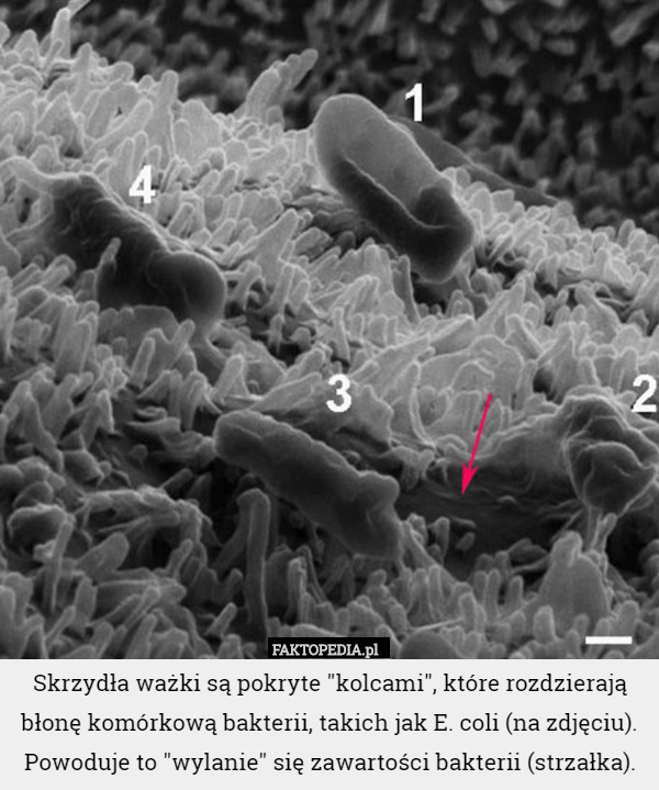 Skrzydła ważki są pokryte "kolcami", które rozdzierają błonę komórkową bakterii, takich jak E. coli (na zdjęciu). Powoduje to "wylanie" się zawartości bakterii (strzałka). 