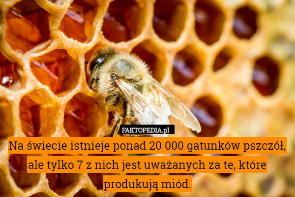 Na świecie istnieje ponad 20 000 gatunków pszczół, ale tylko 7 z nich jest uważanych za te, które produkują miód. 