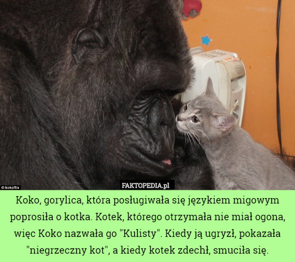 Koko, gorylica, która posługiwała się językiem migowym poprosiła o kotka. Kotek, którego otrzymała nie miał ogona, więc Koko nazwała go "Kulisty". Kiedy ją ugryzł, pokazała "niegrzeczny kot", a kiedy kotek zdechł, smuciła się. 