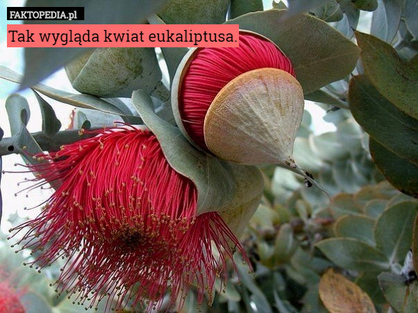 Tak wygląda kwiat eukaliptusa. 