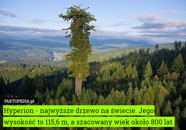 Hyperion - najwyższe drzewo na świecie. Jego wysokość to 115,6 m, a szacowany wiek około 800 lat. 
