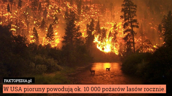 W USA pioruny powodują ok. 10 000 pożarów lasów rocznie. 