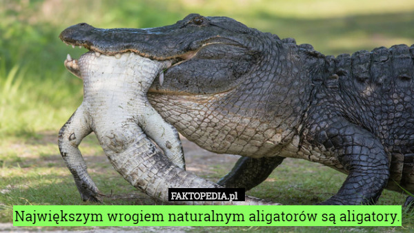 Największym wrogiem naturalnym aligatorów są aligatory. 