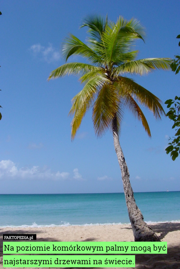 Na poziomie komórkowym palmy mogą być najstarszymi drzewami na świecie. 