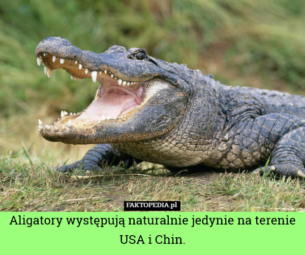 Aligatory występują naturalnie jedynie na terenie USA i Chin. 