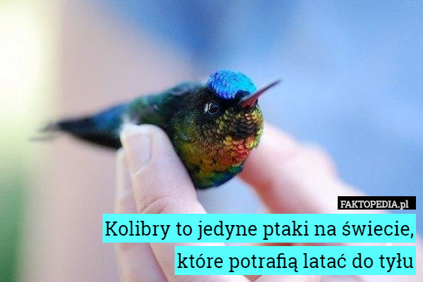 Kolibry to jedyne ptaki na świecie,
które potrafią latać do tyłu 