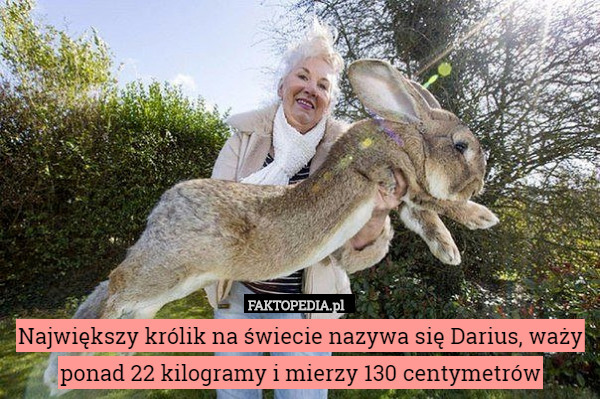 Największy królik na świecie nazywa się Darius, waży ponad 22 kilogramy i mierzy 130 centymetrów 