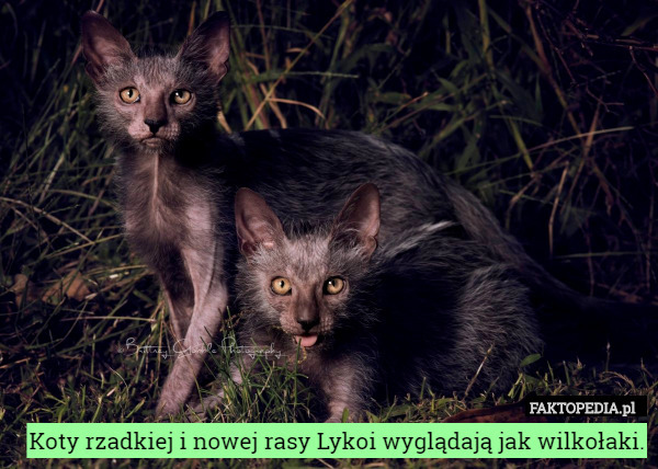 Koty rzadkiej i nowej rasy Lykoi wyglądają jak wilkołaki. 