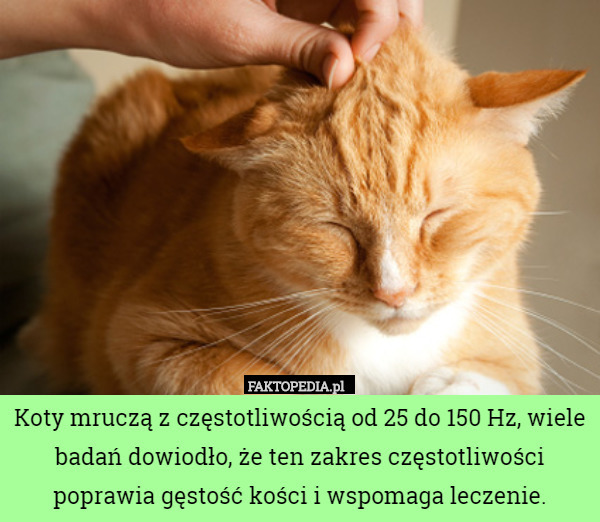 Koty mruczą z częstotliwością od 25 do 150 Hz, wiele badań dowiodło, że ten zakres częstotliwości poprawia gęstość kości i wspomaga leczenie. 