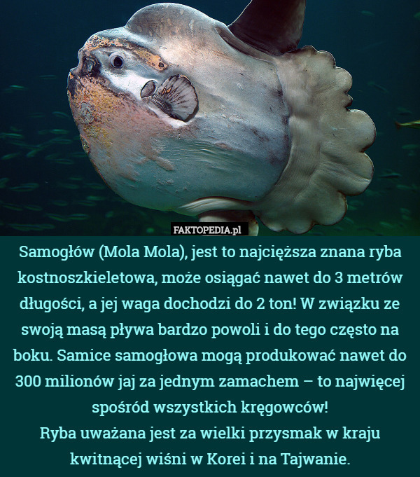 Samogłów (Mola Mola), jest to najcięższa znana ryba kostnoszkieletowa, może osiągać nawet do 3 metrów długości, a jej waga dochodzi do 2 ton! W związku ze swoją masą pływa bardzo powoli i do tego często na boku. Samice samogłowa mogą produkować nawet do 300 milionów jaj za jednym zamachem – to najwięcej spośród wszystkich kręgowców!
Ryba uważana jest za wielki przysmak w kraju kwitnącej wiśni w Korei i na Tajwanie. 